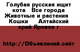 Голубая русская ищит кота - Все города Животные и растения » Кошки   . Алтайский край,Яровое г.